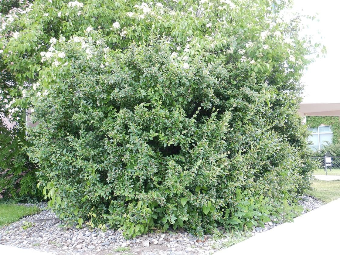 Кизильник блестящий