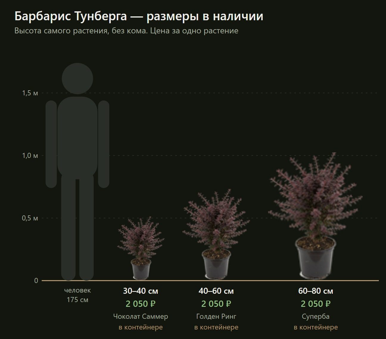 Барбарис Тунберга