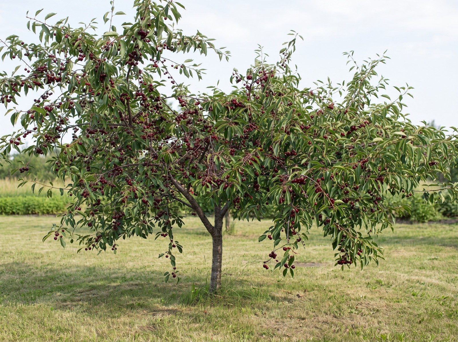 Дюк