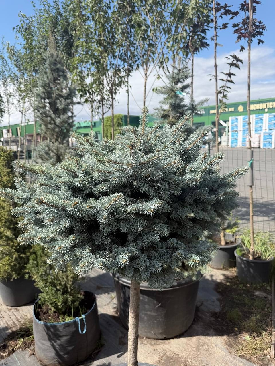 Ель голубая «Глаука Глобоза»