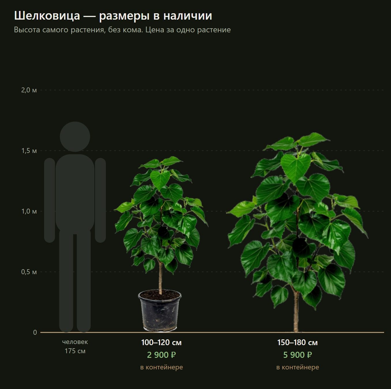 Шелковица