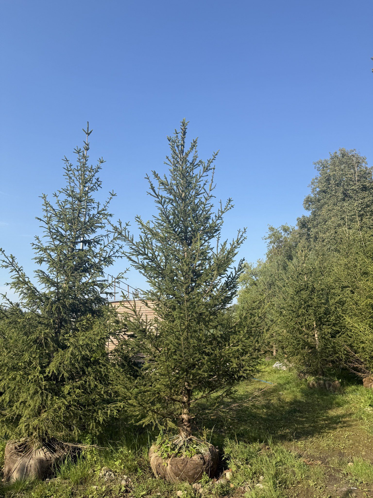 Ель европейская