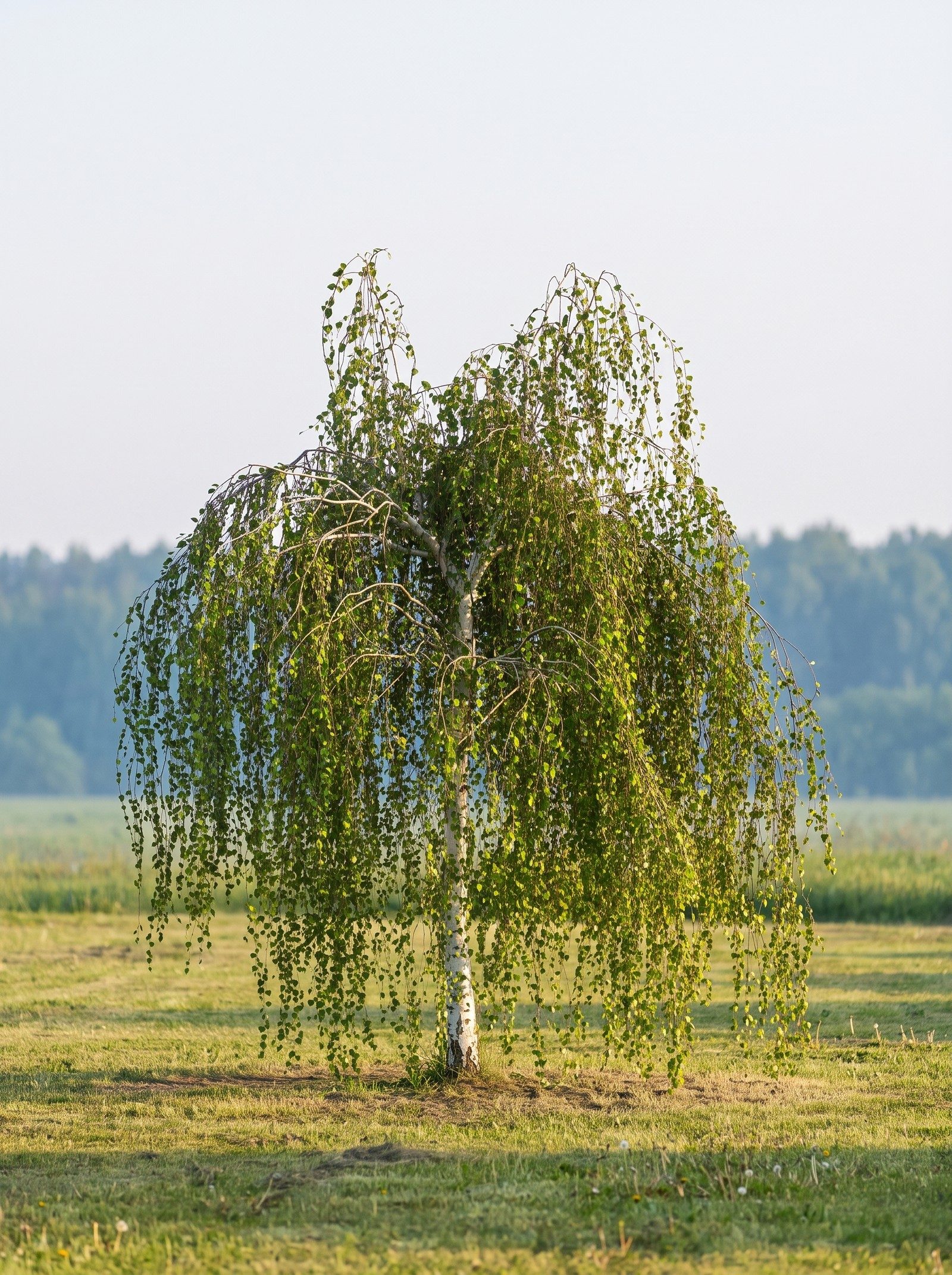 Берёза повислая