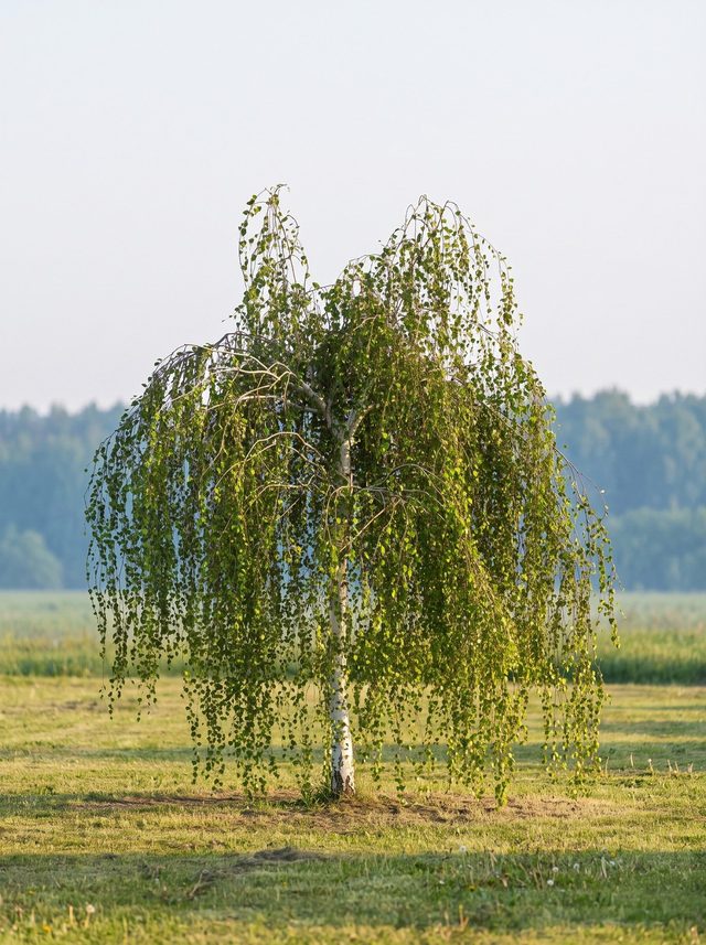 Берёза повислая