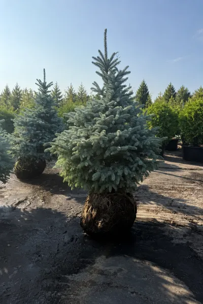 Ель голубая с комом