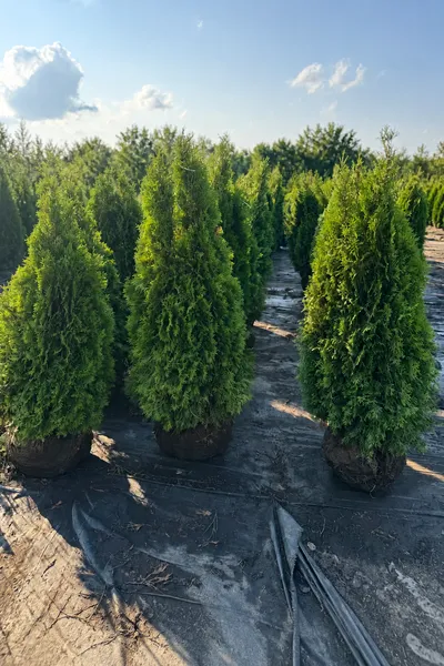 Туя западная, ряд с комом